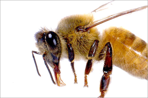 Bee
