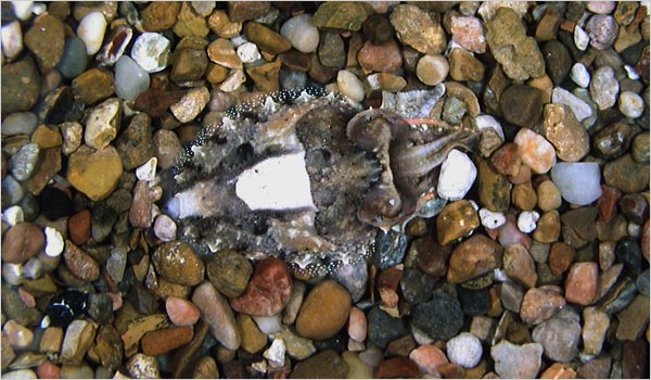 Fish Camouflage