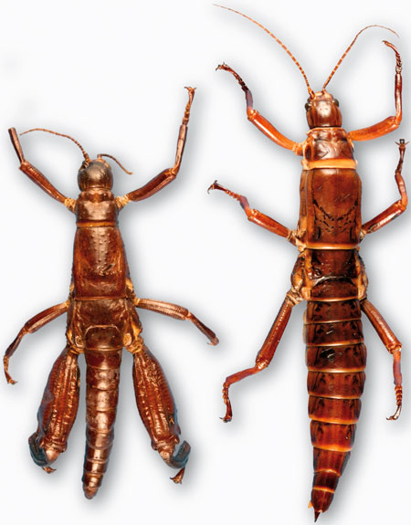 Tree lobster